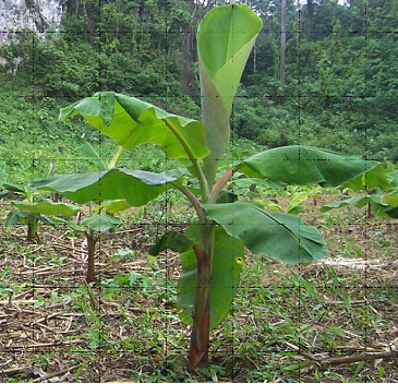 mata de platano